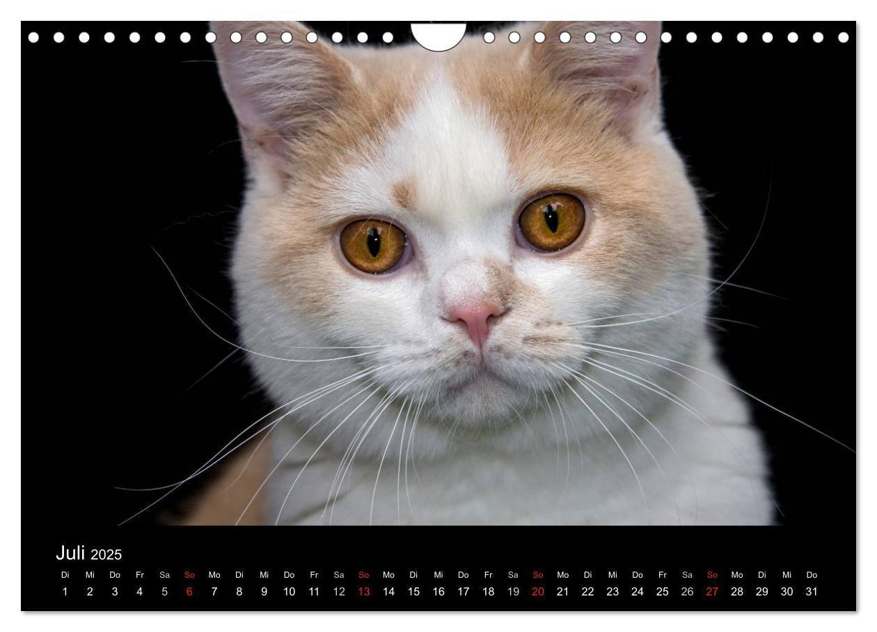 Bild: 9783435833924 | Britisch Kurzhaar Katzen (Wandkalender 2025 DIN A4 quer), CALVENDO...