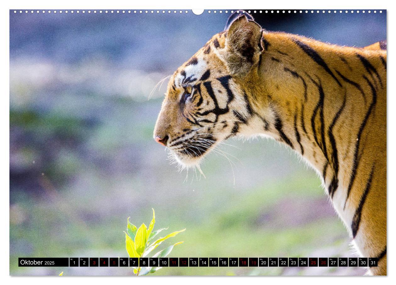 Bild: 9783435215799 | Indien - Im Reich des Tigers (Wandkalender 2025 DIN A2 quer),...