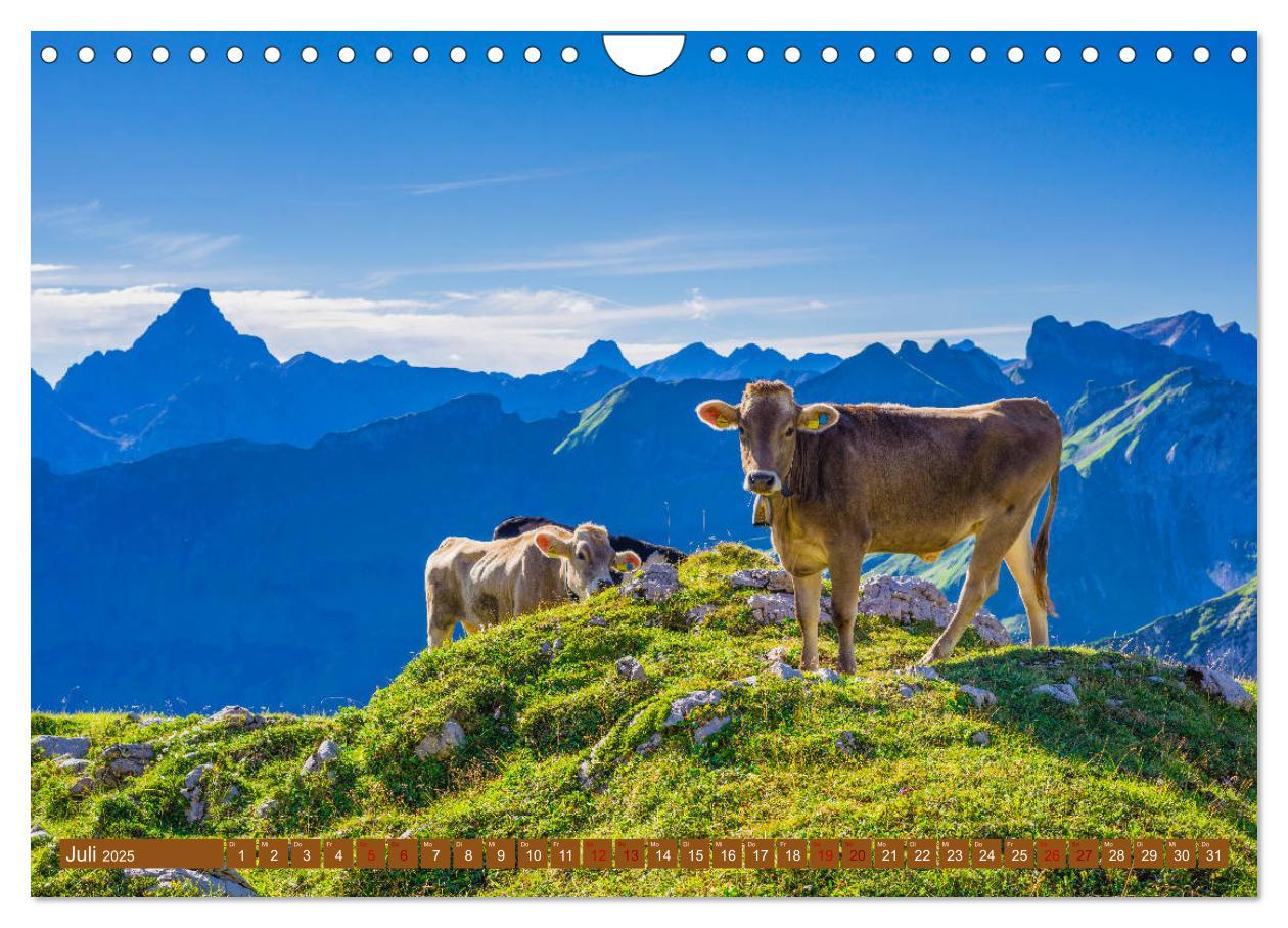 Bild: 9783435347865 | Allgäuer Schönheiten Allgäu - Land der Kühe (Wandkalender 2025 DIN...