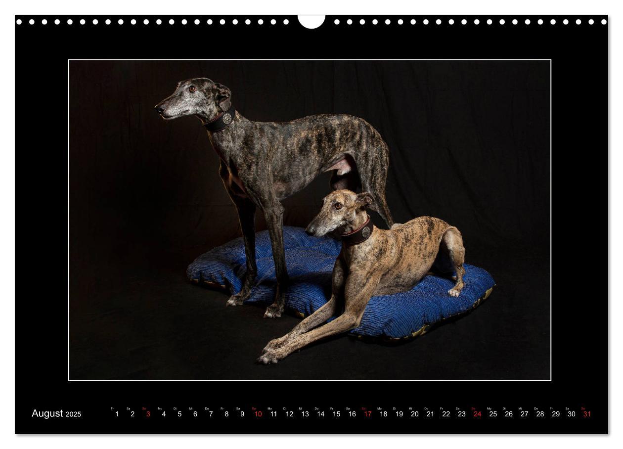 Bild: 9783435177226 | Windhunde - Schnelle Schönheiten (Wandkalender 2025 DIN A3 quer),...