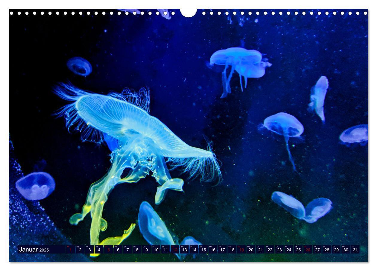 Bild: 9783383954917 | In der Welt der Medusen (Wandkalender 2025 DIN A3 quer), CALVENDO...