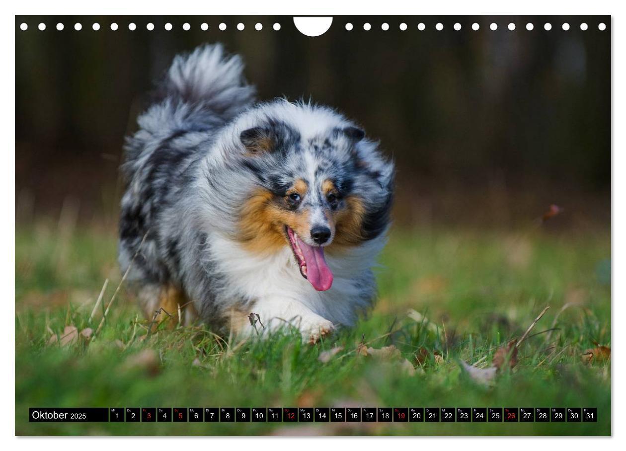 Bild: 9783435569878 | Traumhund Sheltie (Wandkalender 2025 DIN A4 quer), CALVENDO...