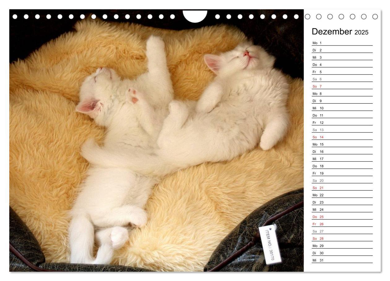 Bild: 9783435555758 | Aus der Kinderstube der Perserkatze (Wandkalender 2025 DIN A4...