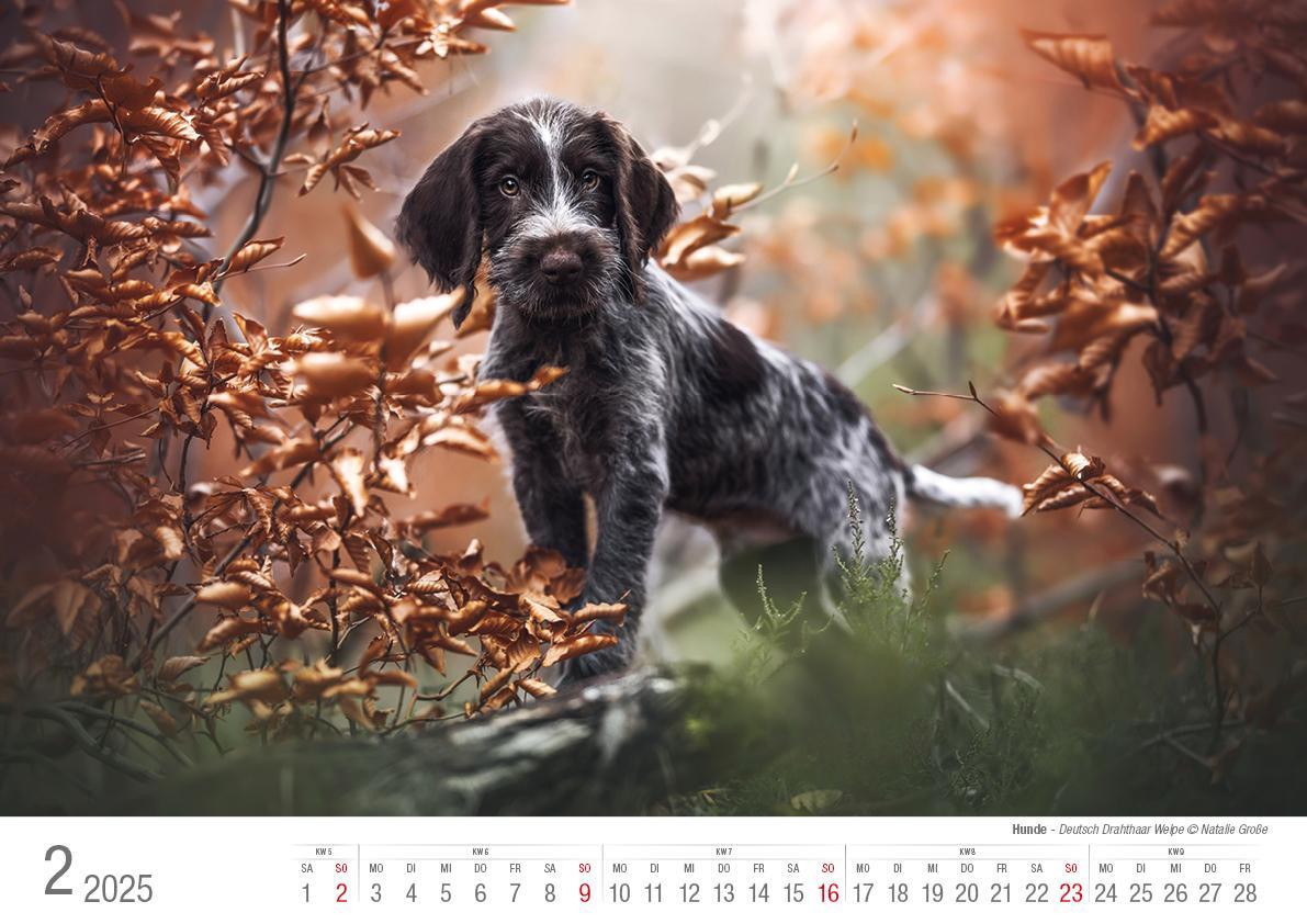 Bild: 9783965352346 | Hunde 2025 Bildkalender A3 quer - Natalie Große | Holger Klaes | 2025