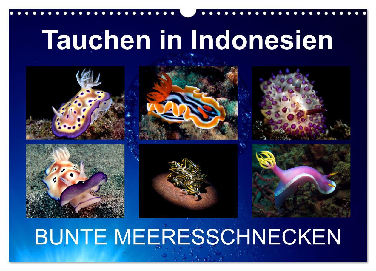 Cover: 9783435024490 | Tauchen in Indonesien - BUNTE MEERESSCHNECKEN (Wandkalender 2025...