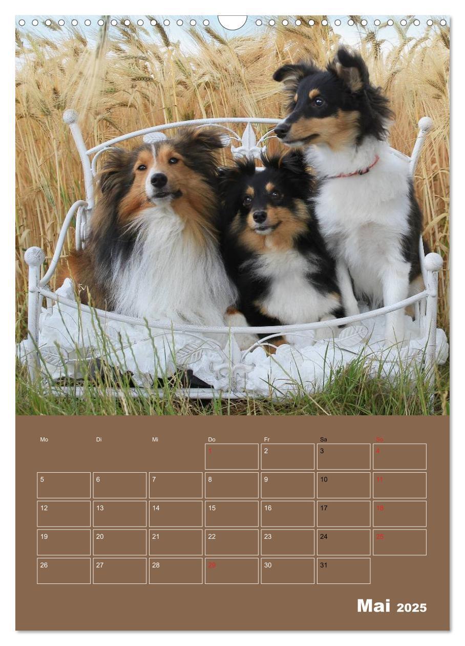 Bild: 9783457012932 | SHELTIES Herzensbrecher auf 4 Pfoten (Wandkalender 2025 DIN A3...