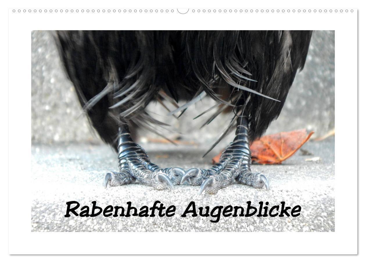 Cover: 9783435270408 | Rabenhafte Augenblicke (Wandkalender 2025 DIN A2 quer), CALVENDO...