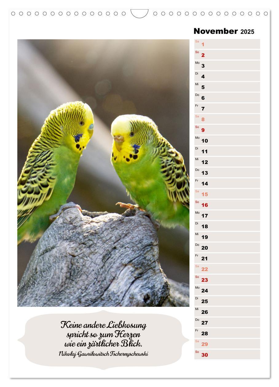 Bild: 9783435890620 | Niedliche Wellensittiche (Wandkalender 2025 DIN A3 hoch), CALVENDO...