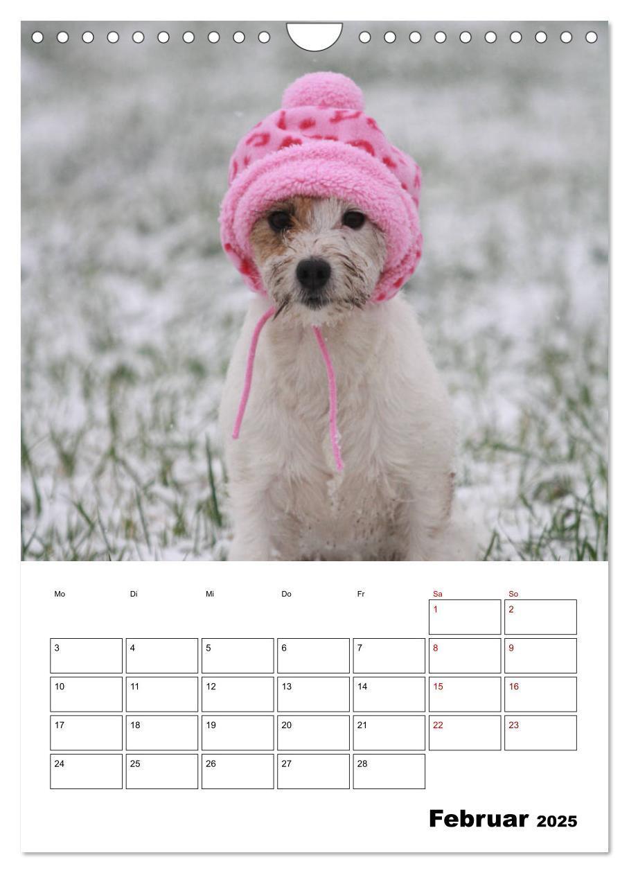 Bild: 9783435996063 | Tender Fellows - Parson Russell Terrier (Wandkalender 2025 DIN A4...