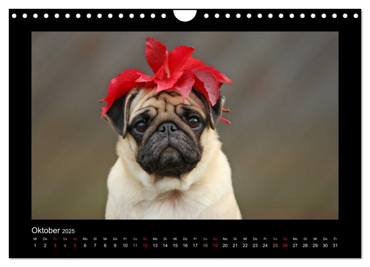 Bild: 9783435645725 | Der Feldfurchen-Mops (Wandkalender 2025 DIN A4 quer), CALVENDO...