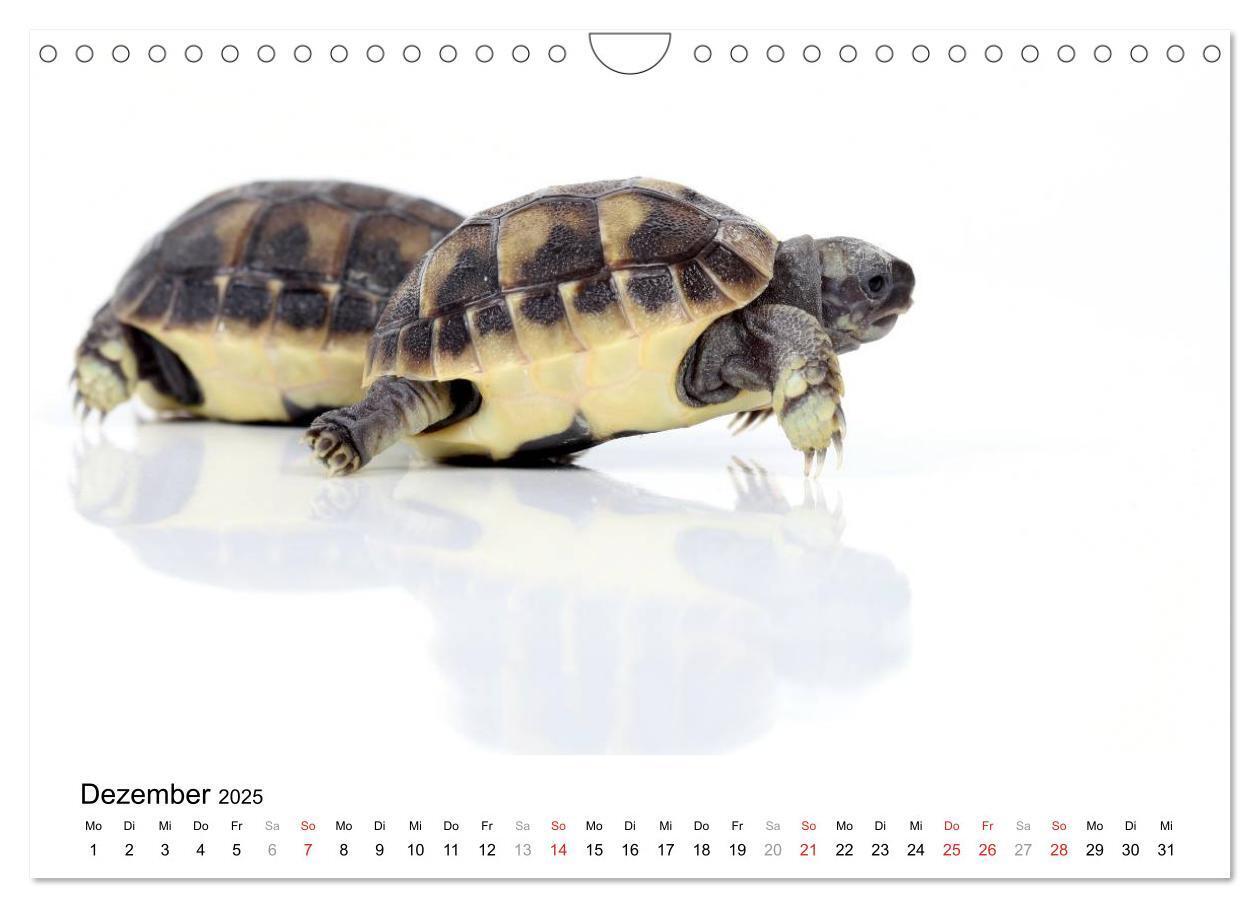 Bild: 9783435819423 | Der kleine Gecko und seine Freunde (Wandkalender 2025 DIN A4 quer),...