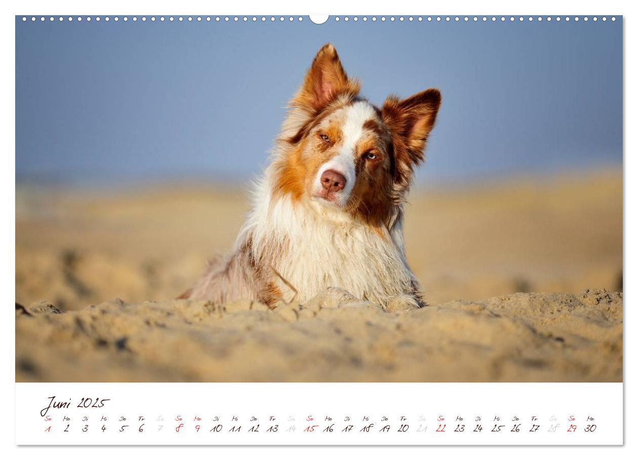 Bild: 9783435803804 | Wunderbare Australian Shepherds (hochwertiger Premium Wandkalender...