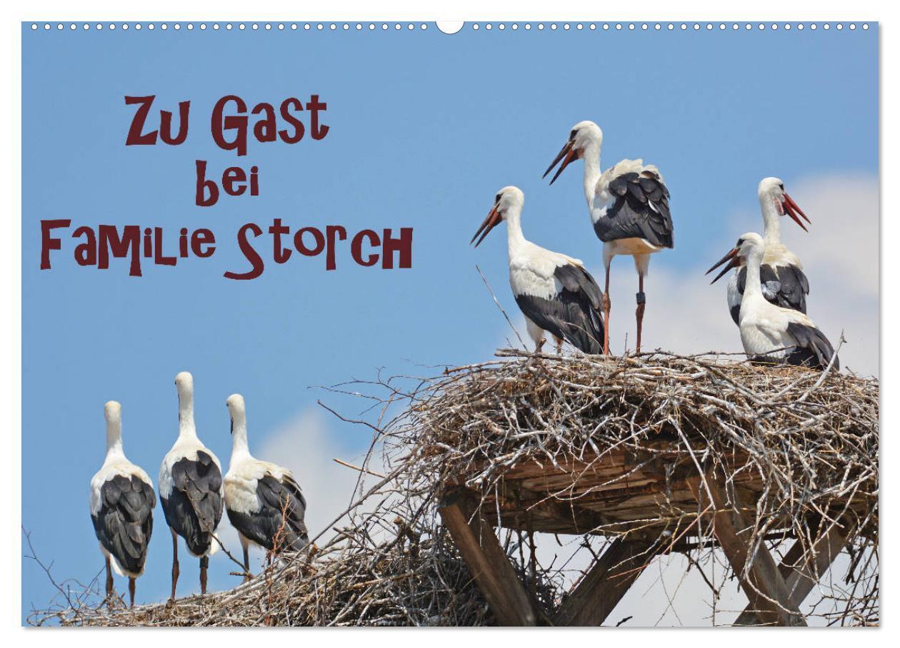 Cover: 9783435144945 | Zu Gast bei Familie Storch (Wandkalender 2025 DIN A2 quer),...