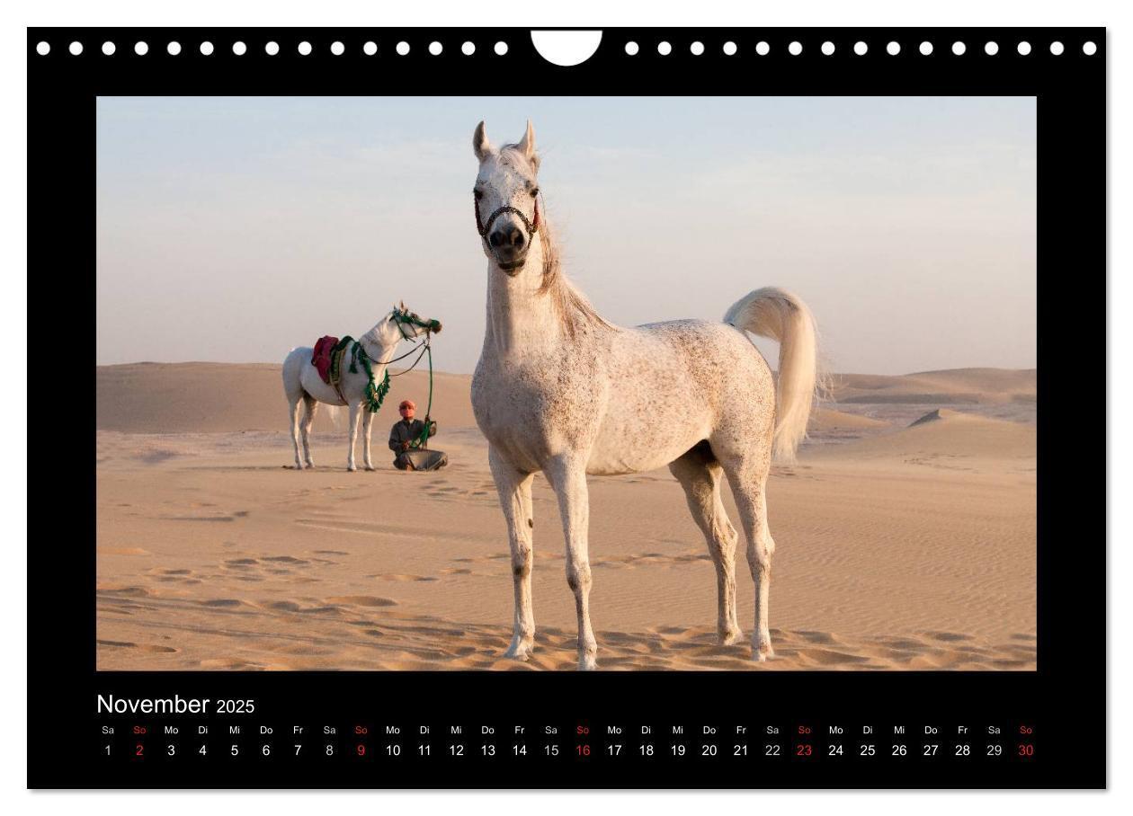 Bild: 9783435789719 | Vollblutaraber (Wandkalender 2025 DIN A4 quer), CALVENDO...