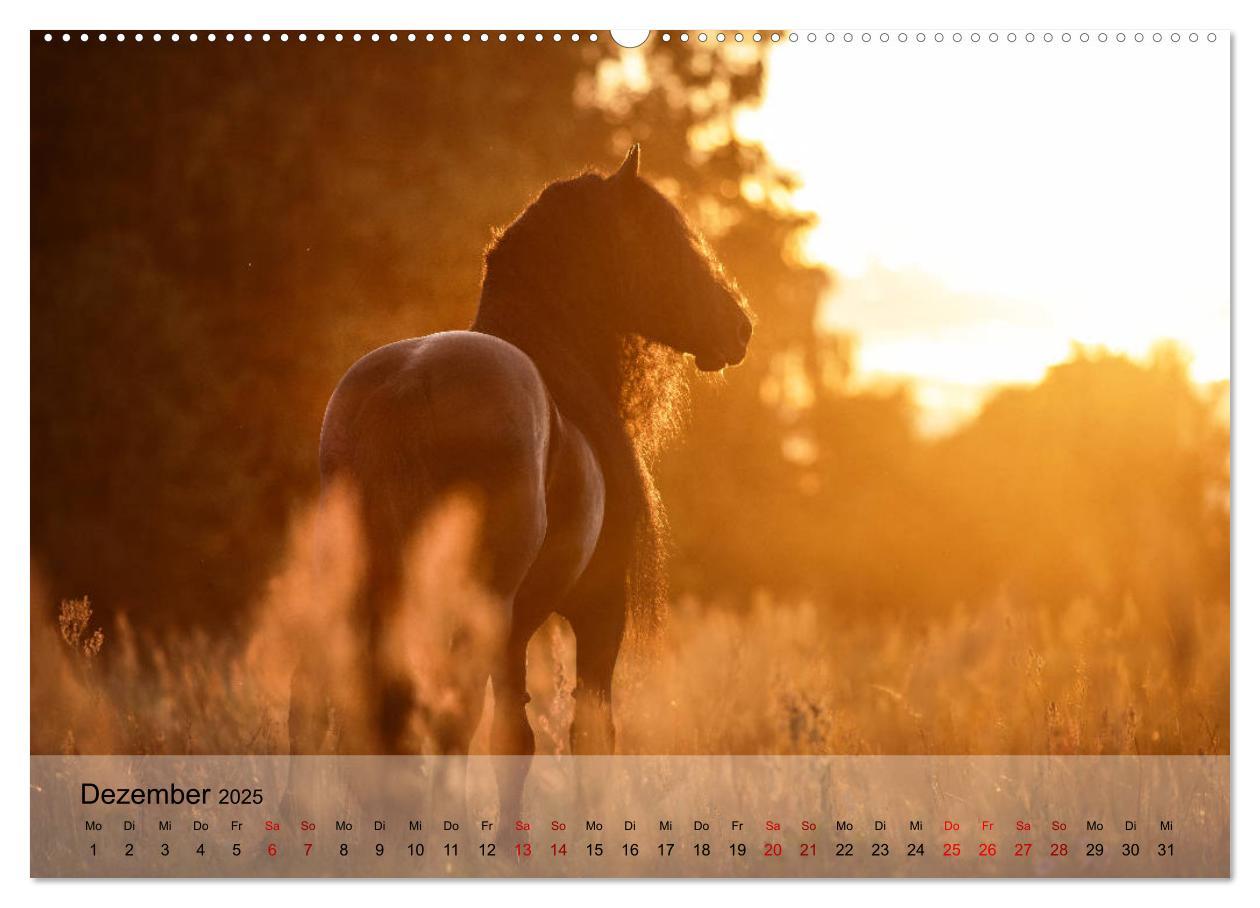 Bild: 9783435288878 | Pferdezauber 2025 (Wandkalender 2025 DIN A2 quer), CALVENDO...