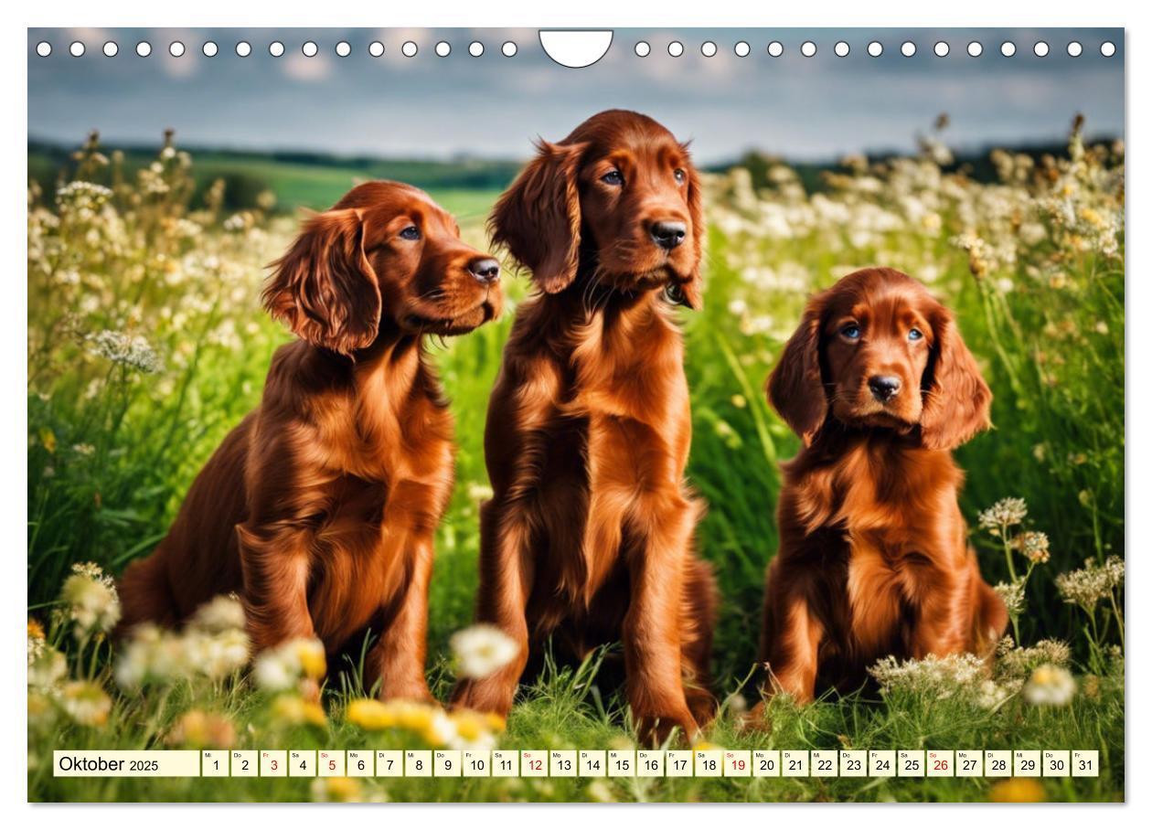 Bild: 9783435010844 | Irish Setter - Anmut pur (Wandkalender 2025 DIN A4 quer), CALVENDO...