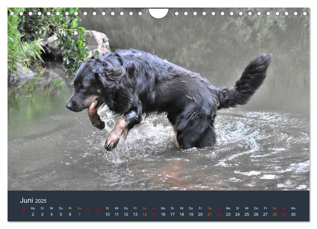 Bild: 9783435150052 | Ein Hovawart, ein Wachhund (Wandkalender 2025 DIN A4 quer),...