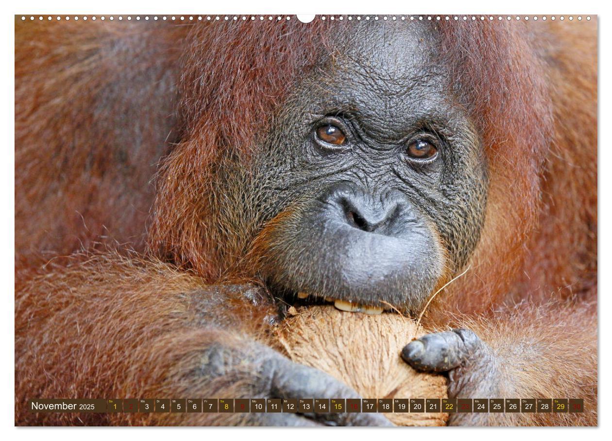 Bild: 9783435360383 | Waldmenschen - Orang Utans auf Borneo (Wandkalender 2025 DIN A2...