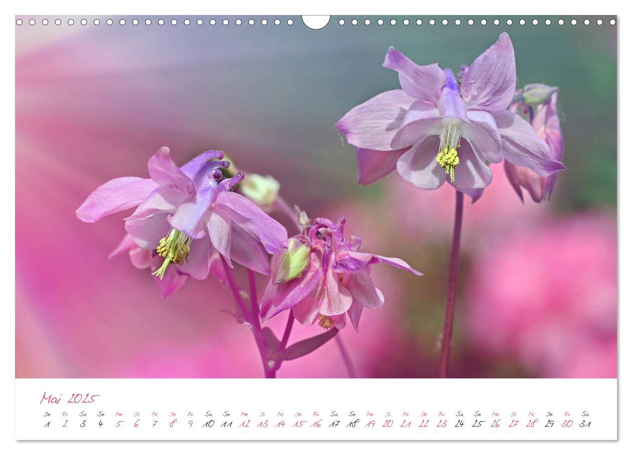 Bild: 9783435212743 | Blütenträume in violett und pink (Wandkalender 2025 DIN A3 quer),...