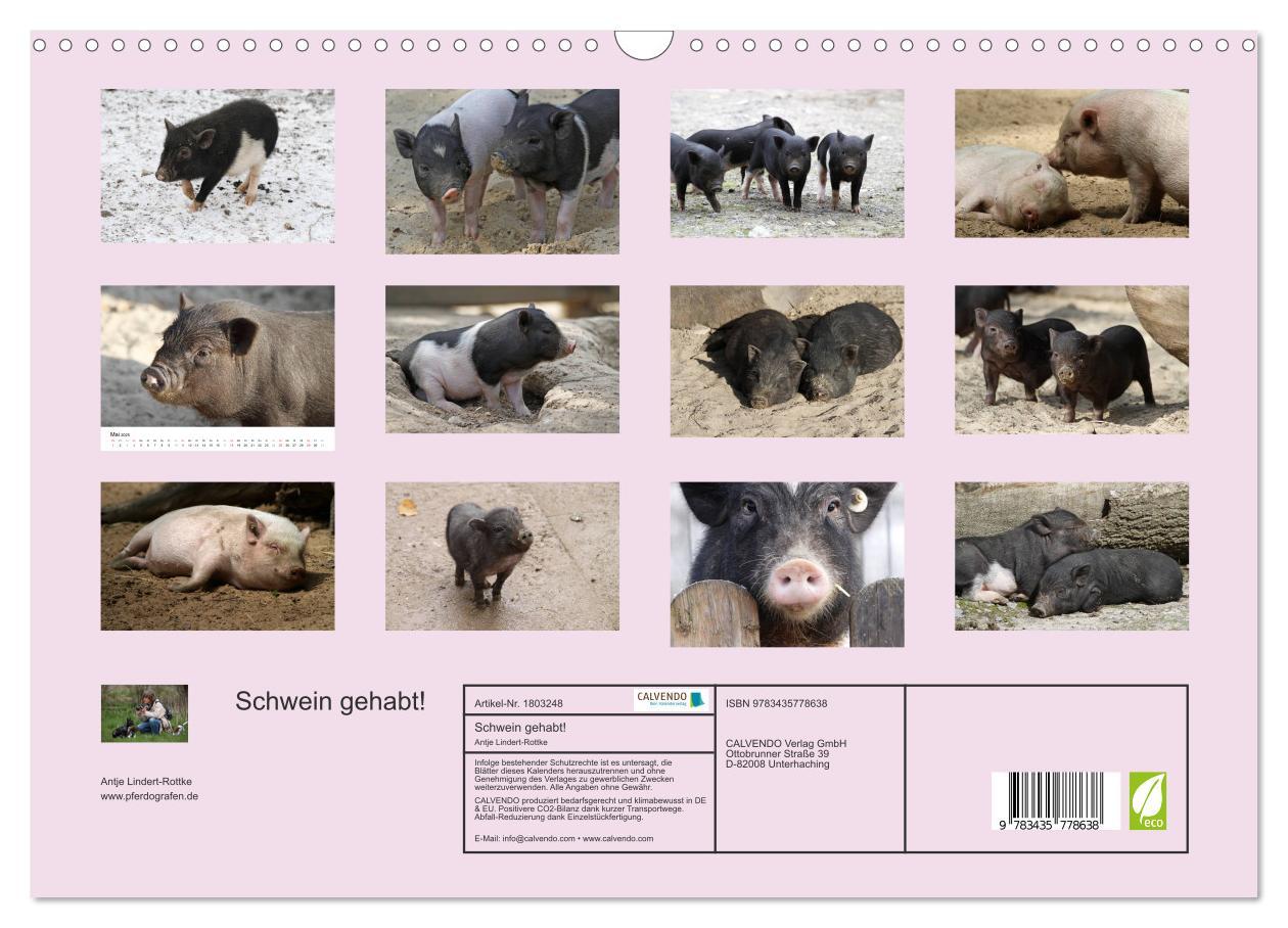 Bild: 9783435778638 | Schwein gehabt! (Wandkalender 2025 DIN A3 quer), CALVENDO...