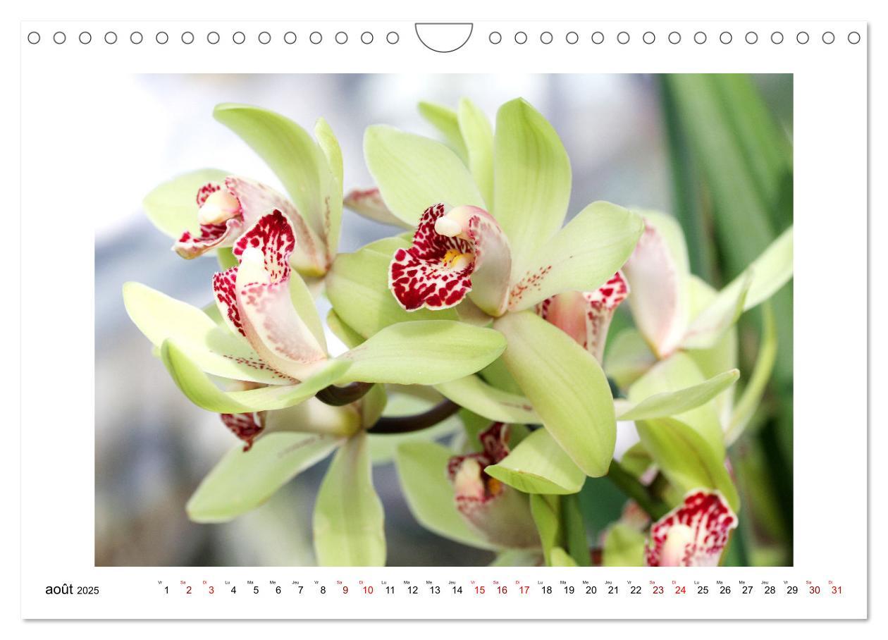 Bild: 9781325837649 | Mon rêve d'orchidées (Calendrier mural 2025 DIN A4 vertical),...