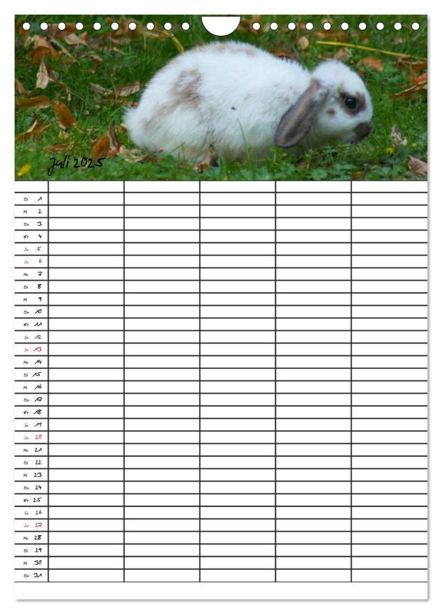 Bild: 9783457026205 | Meerschweinchen und Kaninchen Familienplaner (Wandkalender 2025 DIN...