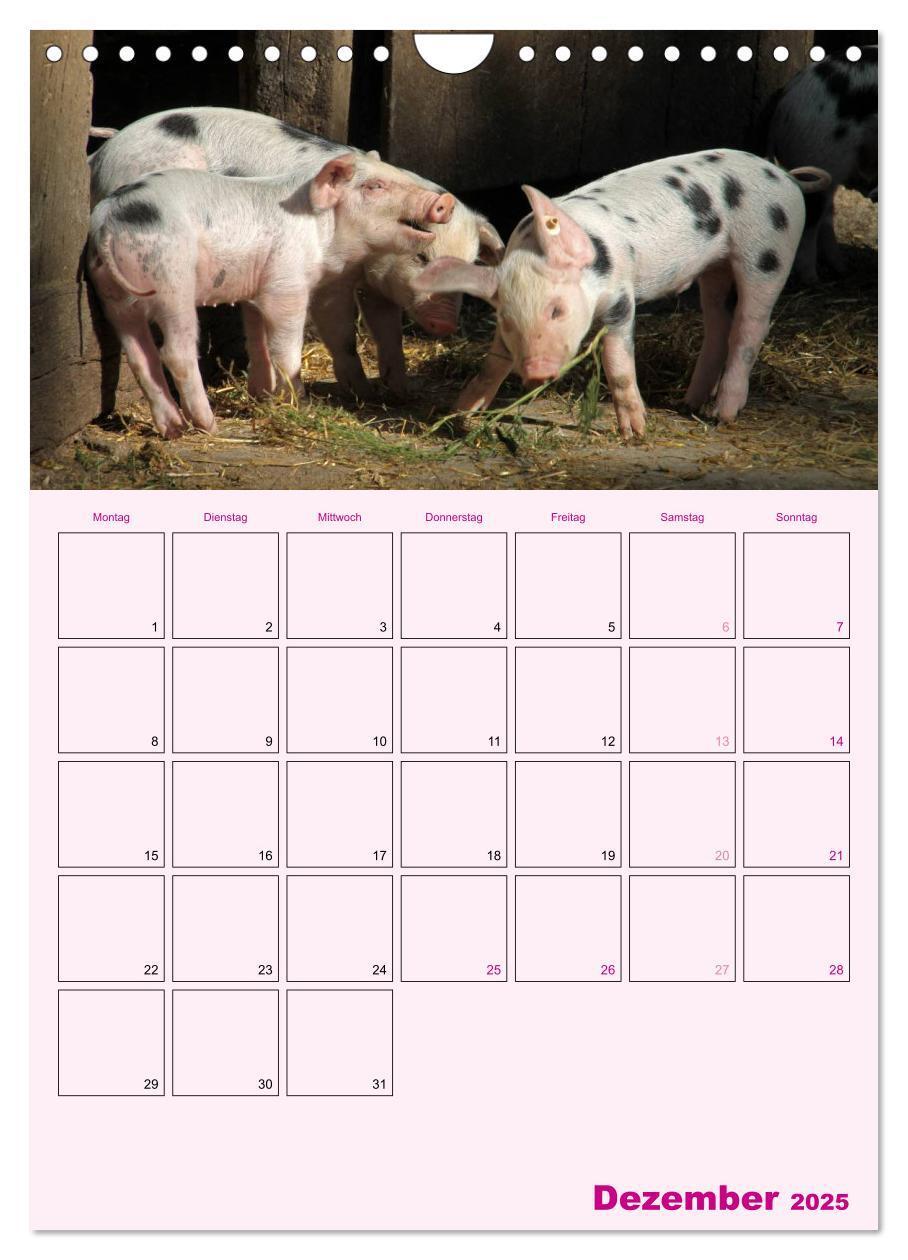 Bild: 9783457077214 | Schweinischer Terminplaner (Wandkalender 2025 DIN A4 hoch),...