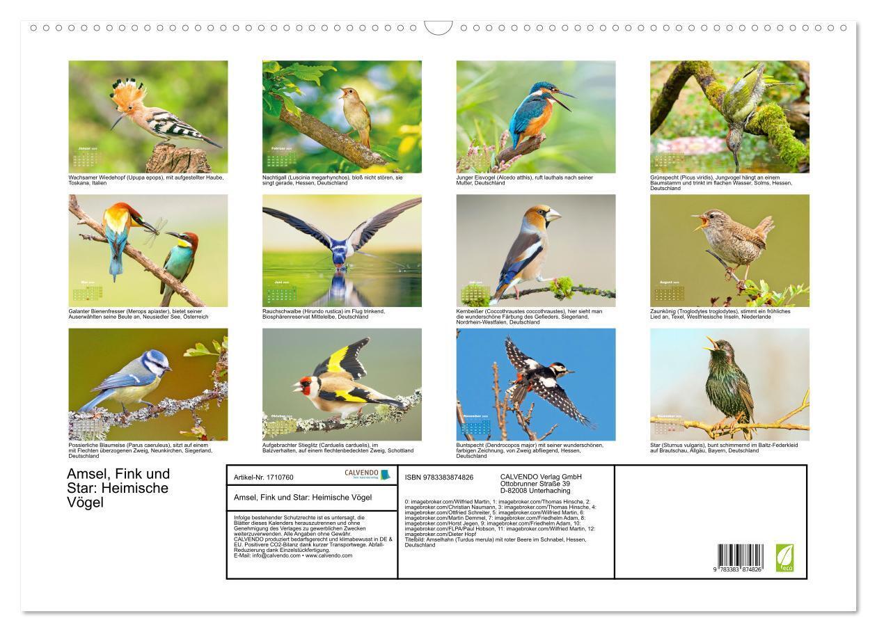 Bild: 9783383874826 | Amsel, Fink und Star: Heimische Vögel (Wandkalender 2025 DIN A2...