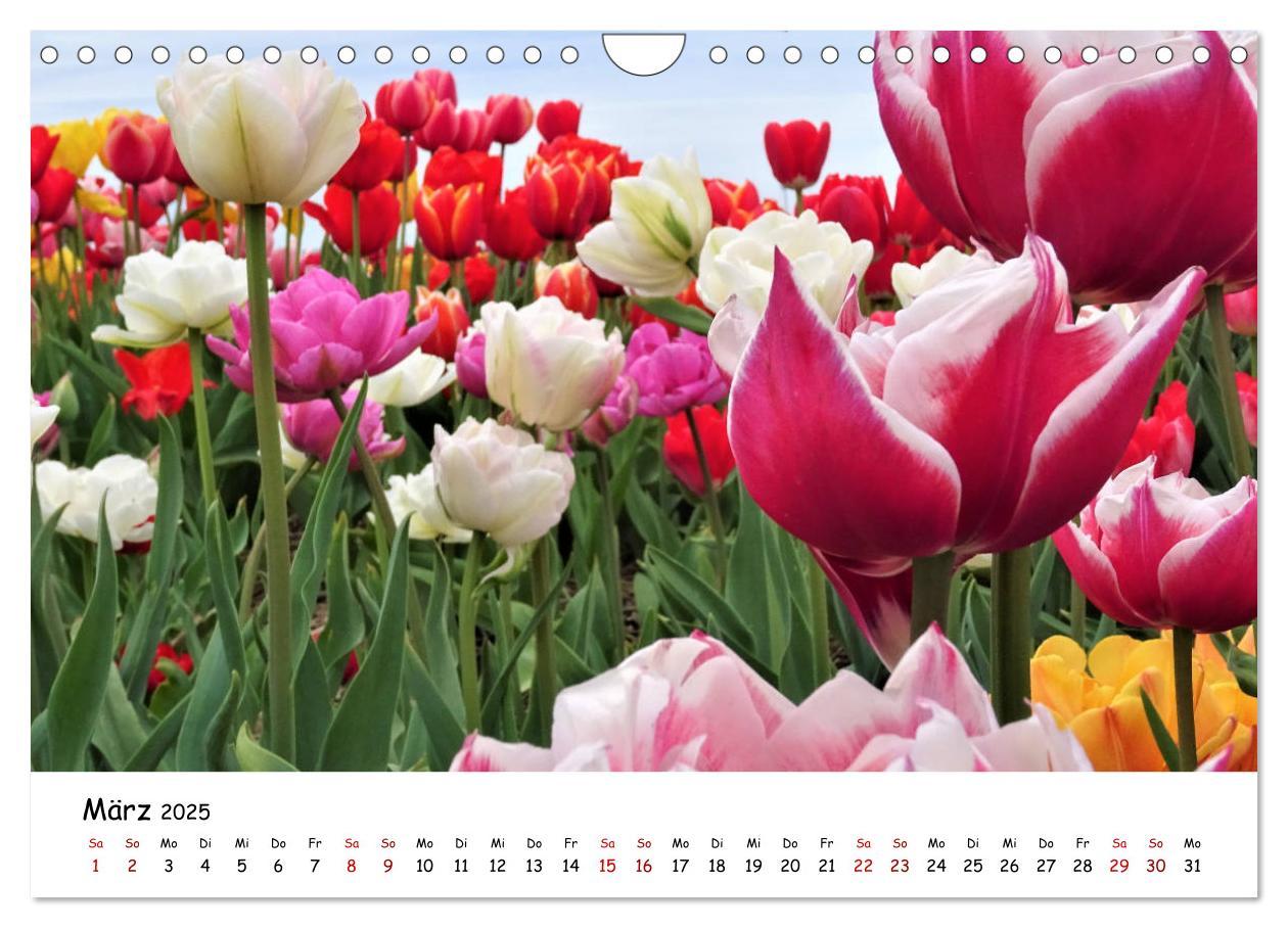 Bild: 9783435261840 | Tulpenblüte in Flevoland 2025 (Wandkalender 2025 DIN A4 quer),...