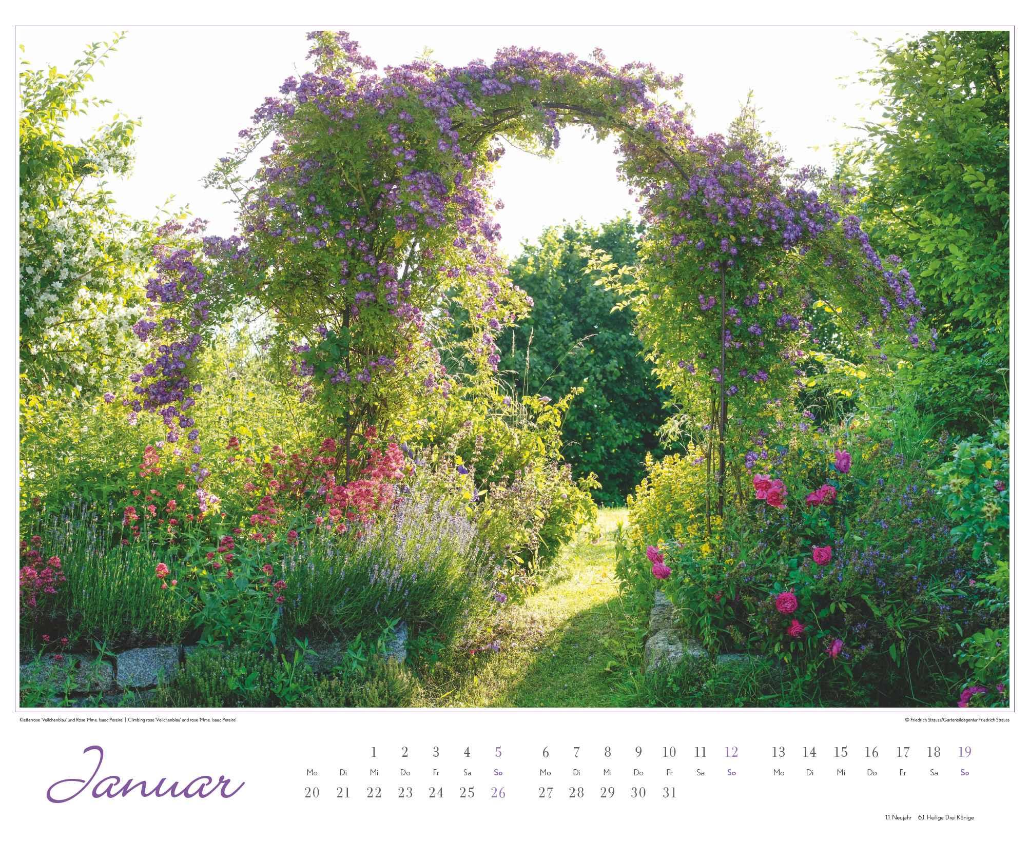 Bild: 4250809653457 | Im Rosengarten 2025 - DUMONT Garten-Kalender - Querformat 52 x 42,5...