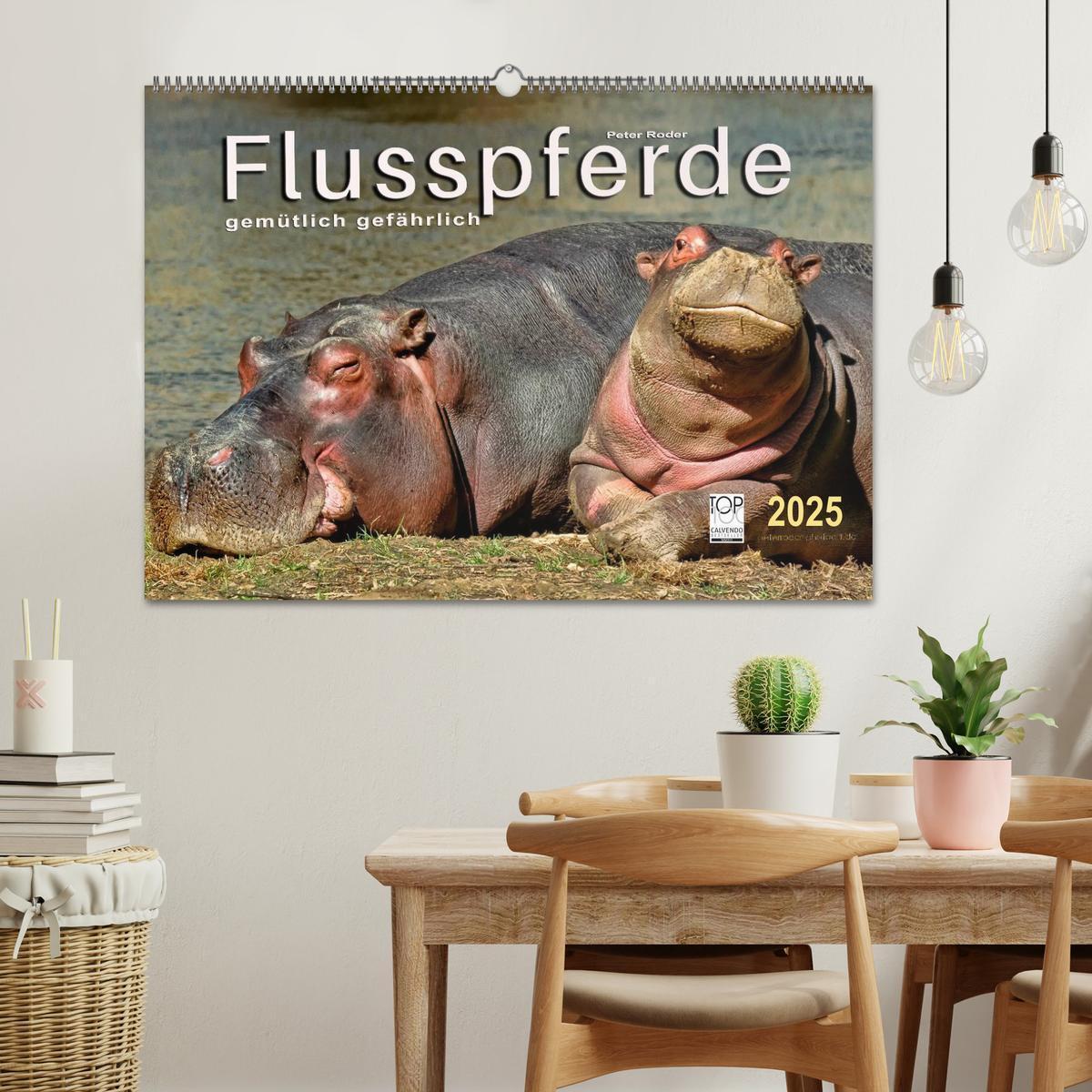 Bild: 9783435470211 | Flusspferde - gemütlich gefährlich (Wandkalender 2025 DIN A2 quer),...