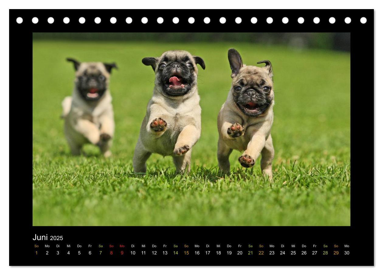 Bild: 9783435638420 | Der Feldfurchen-Mops (Tischkalender 2025 DIN A5 quer), CALVENDO...