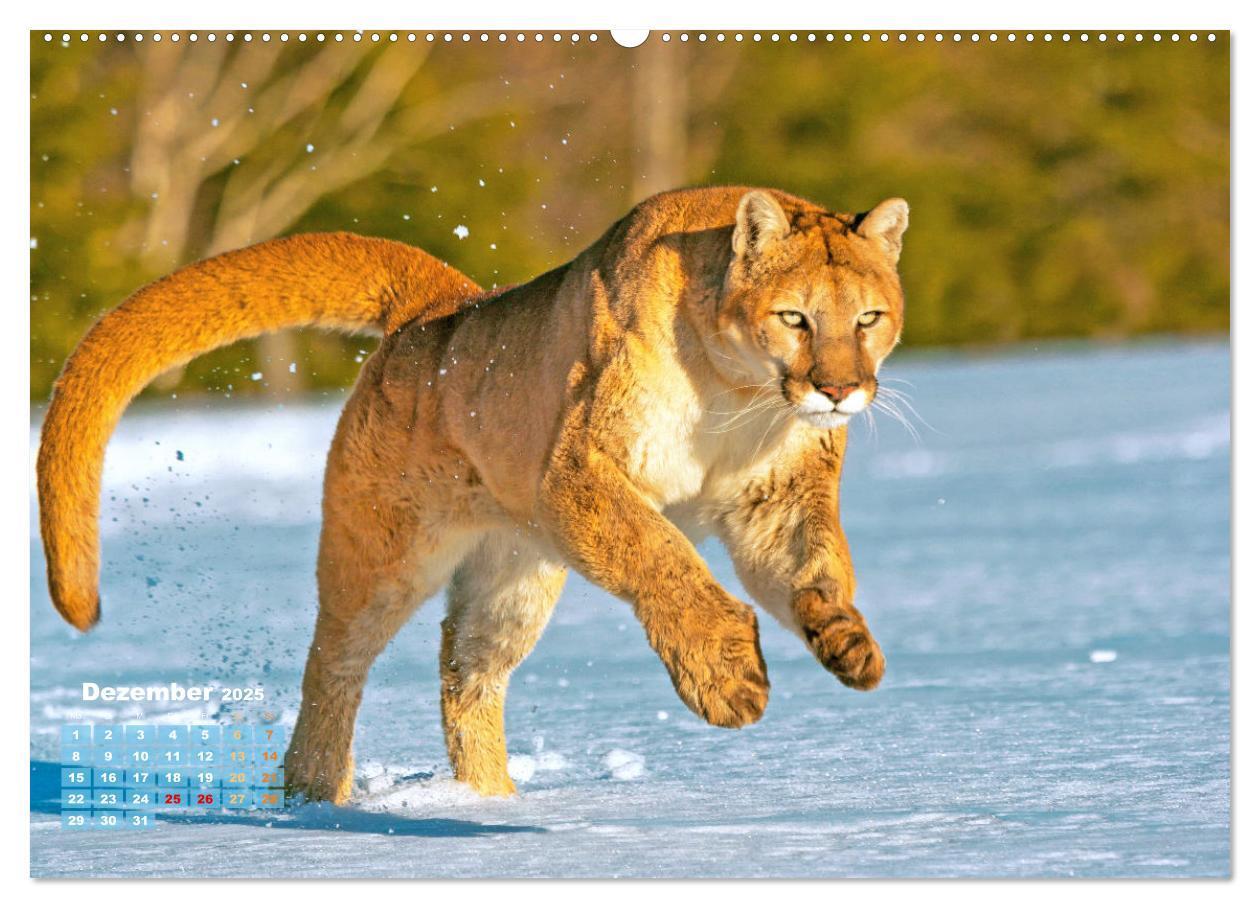 Bild: 9783383778278 | Puma: Auf leisen Pfoten (hochwertiger Premium Wandkalender 2025 DIN...