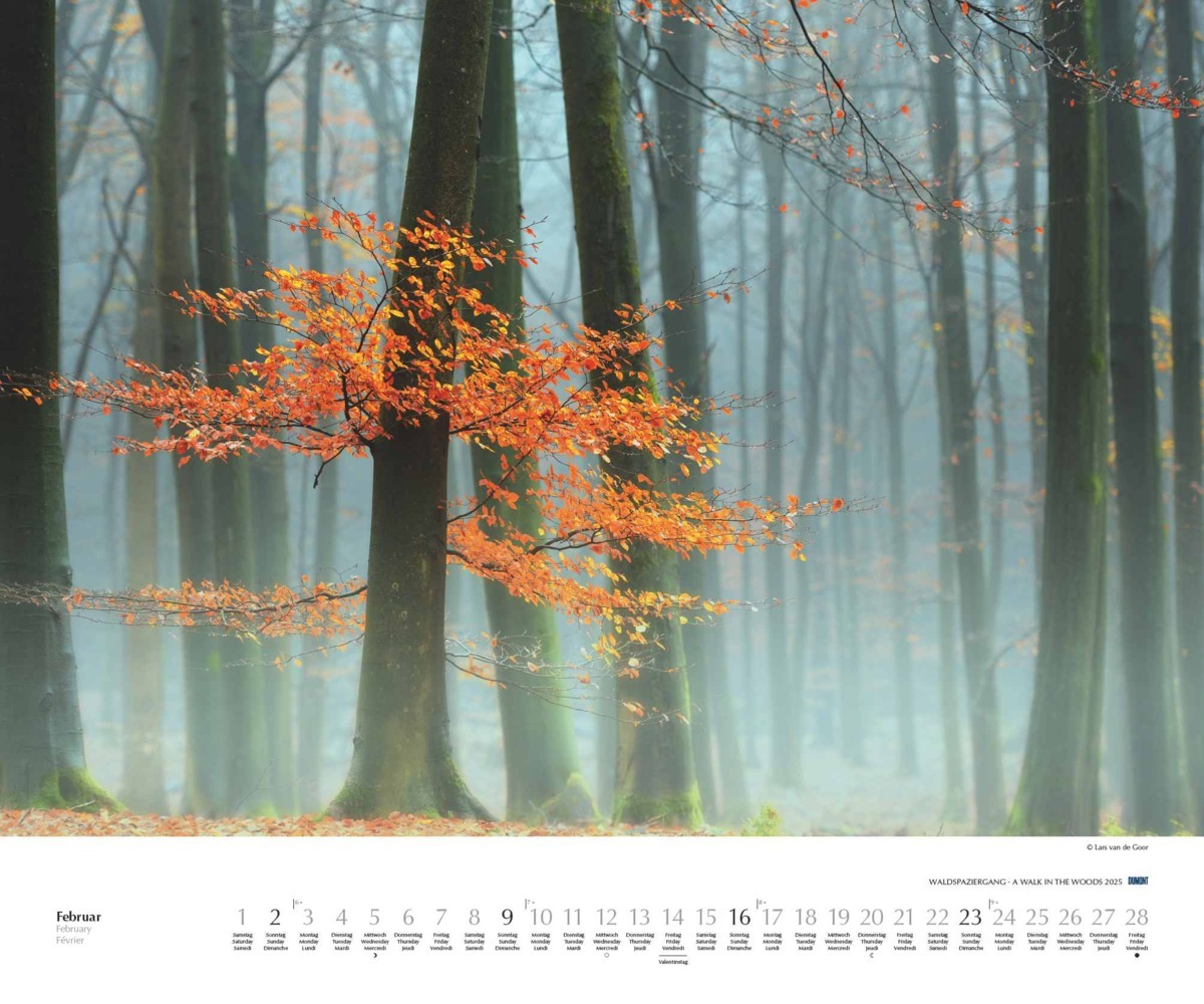 Bild: 4250809653426 | Waldspaziergang 2025 - Fotokunst-Kalender - Querformat 60 x 50 cm -...