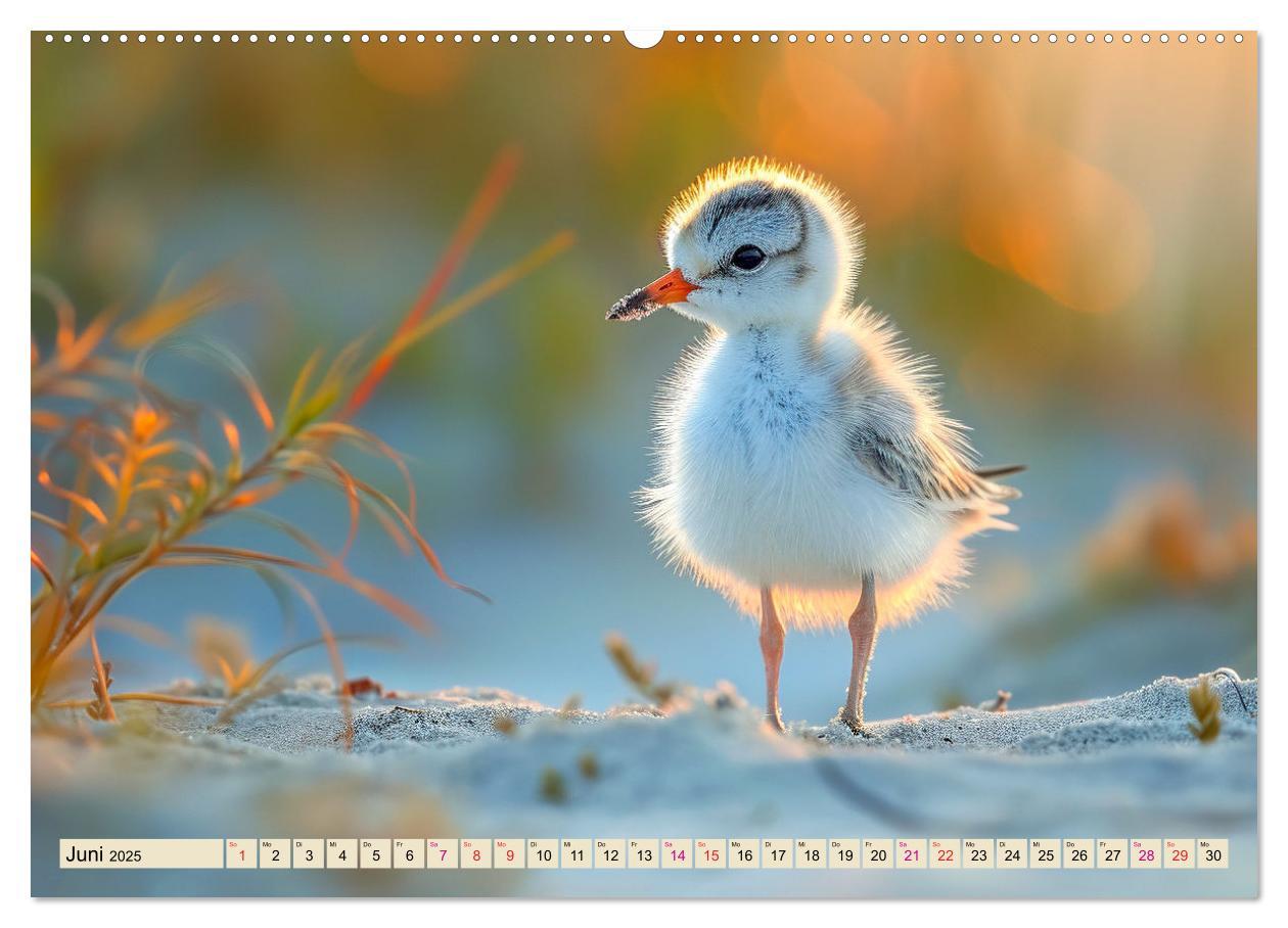 Bild: 9783383768415 | Strandläufer - immer flink unterwegs (Wandkalender 2025 DIN A2...