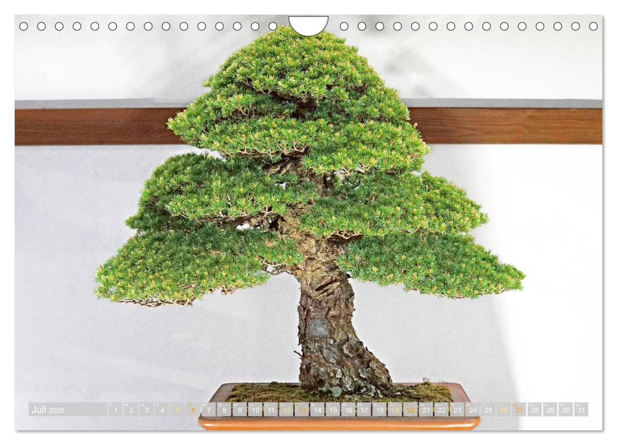 Bild: 9783457198117 | Gartenkunst aus Japan: Bonsai (Wandkalender 2025 DIN A4 quer),...