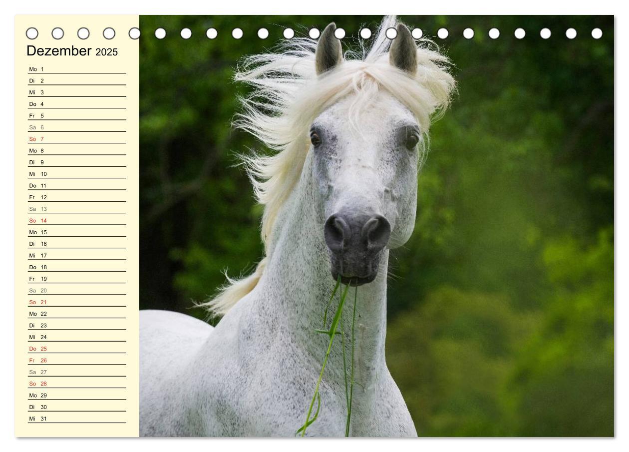 Bild: 9783435543991 | Traumpferd Lipizzaner (Tischkalender 2025 DIN A5 quer), CALVENDO...