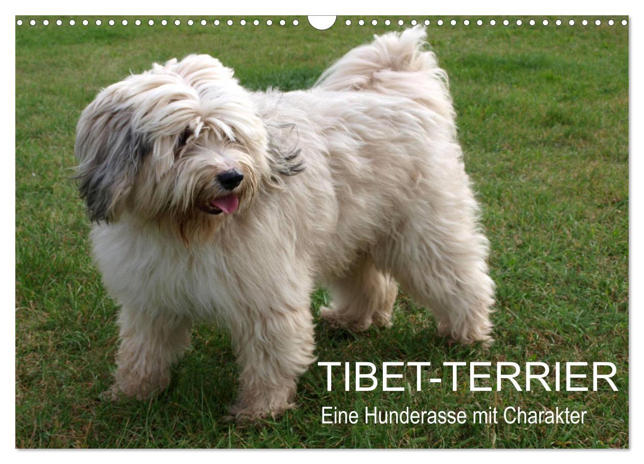 Cover: 9783435261116 | Tibet-Terrier - Eine Hunderasse mit Charakter (Wandkalender 2025...