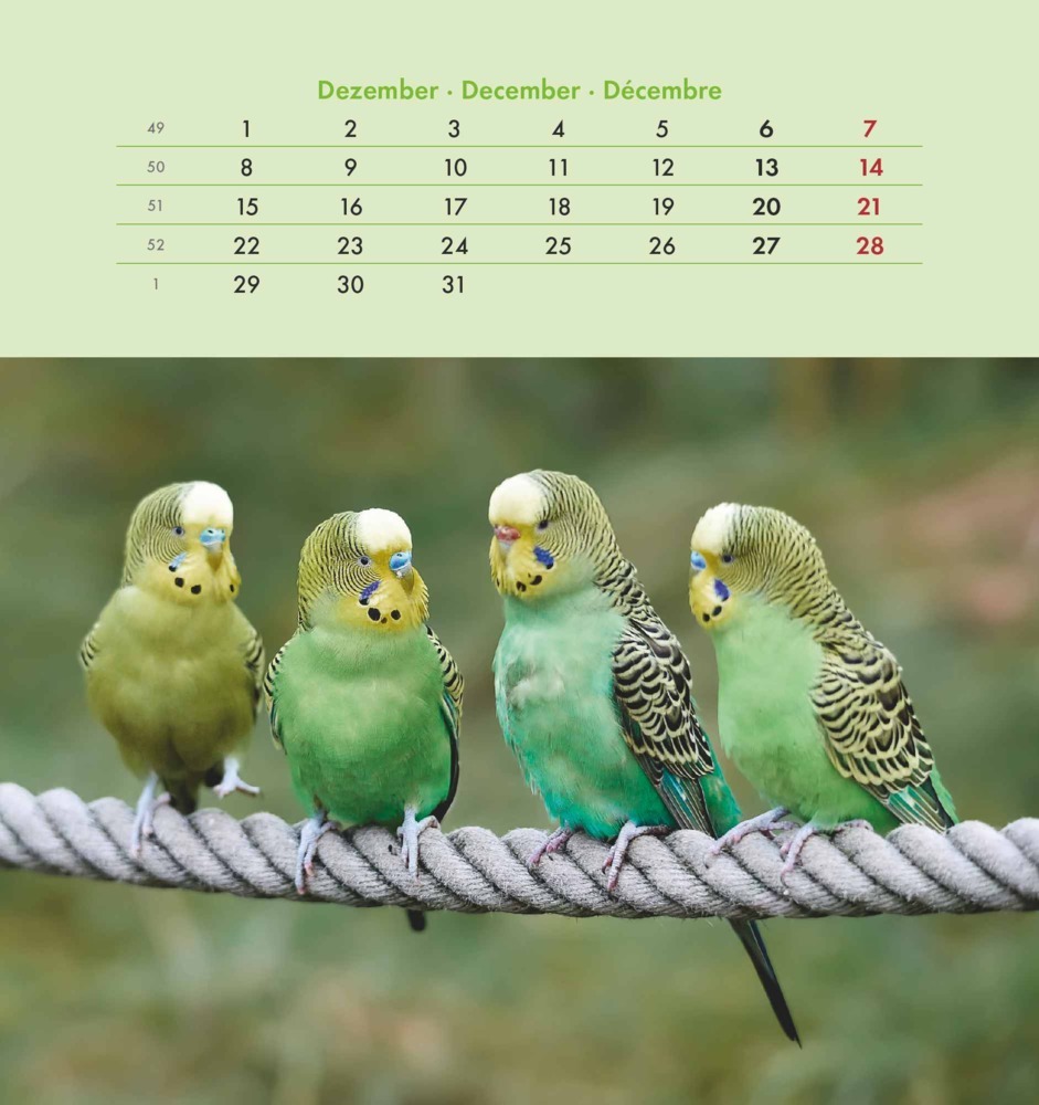 Bild: 4251732342319 | Wellensittiche 2025 - Postkartenkalender 16x17 cm - Budgies - zum...