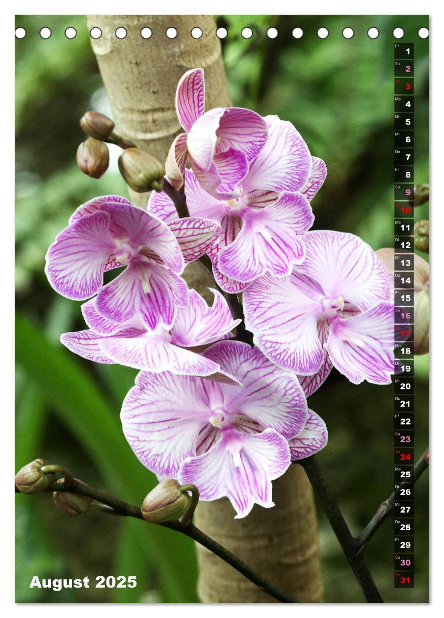 Bild: 9783435882557 | Freude an Orchideen (Tischkalender 2025 DIN A5 hoch), CALVENDO...