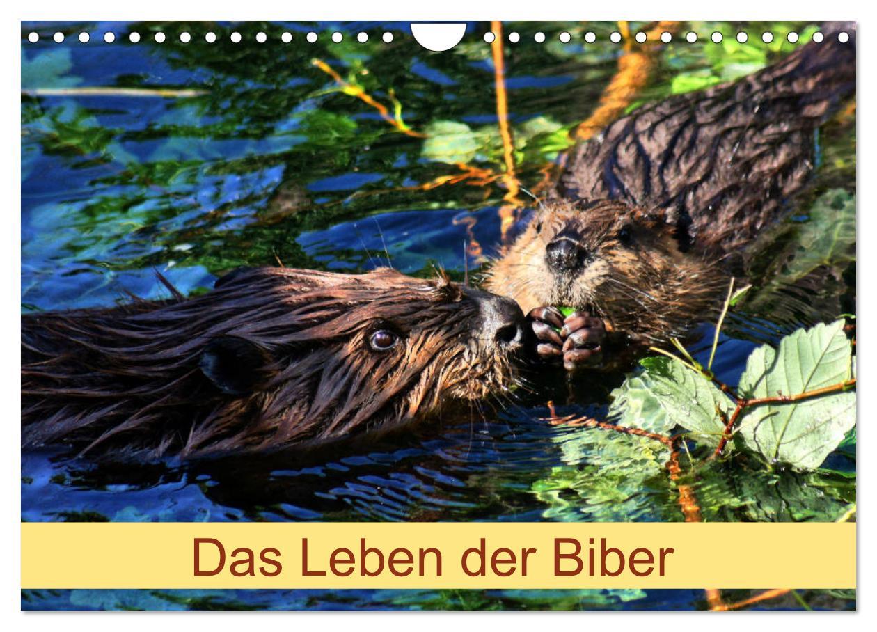 Cover: 9783435416851 | Das Leben der Biber (Wandkalender 2025 DIN A4 quer), CALVENDO...