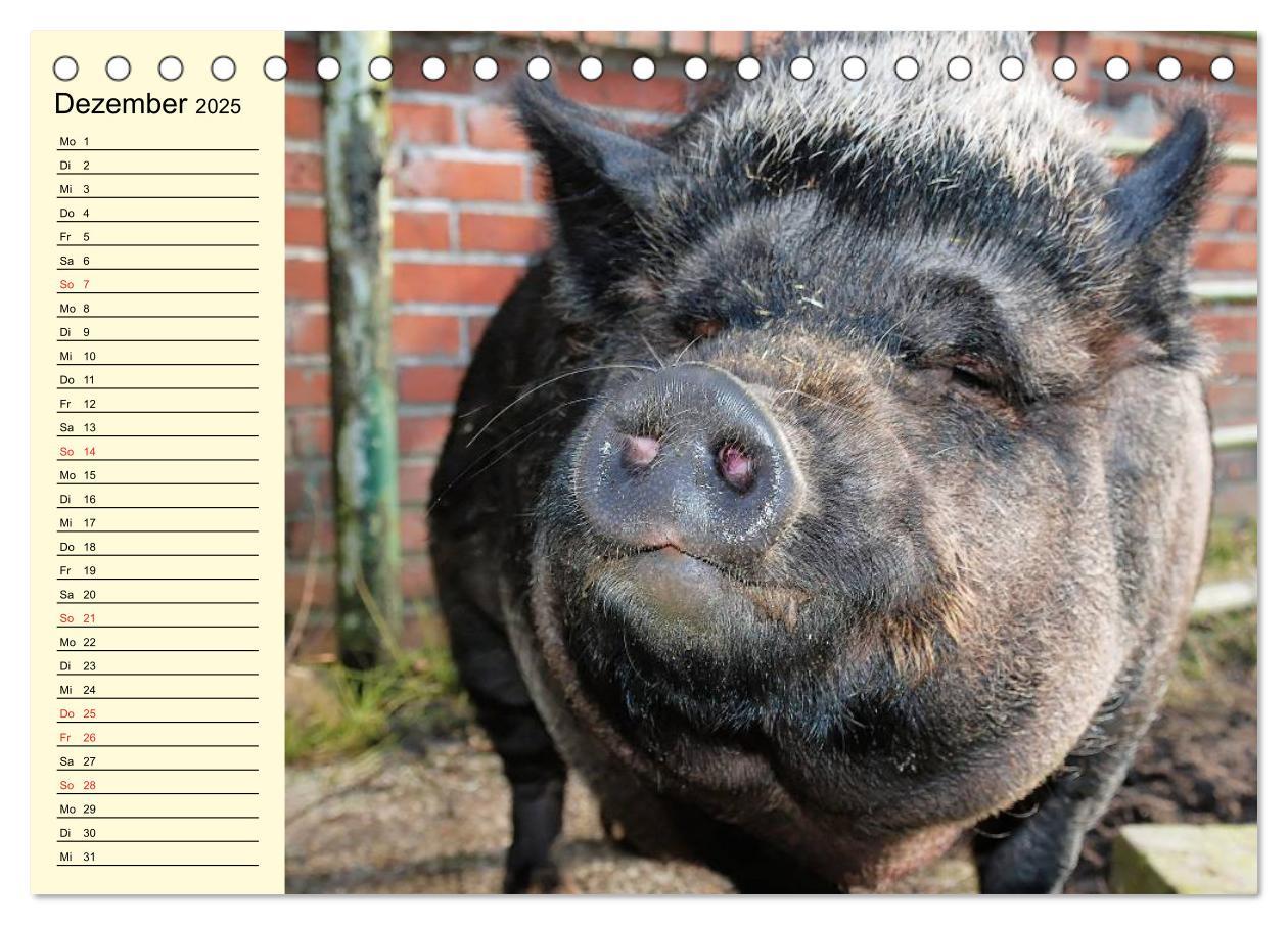 Bild: 9783435529421 | Von Säuen die Schwein haben! (Tischkalender 2025 DIN A5 quer),...