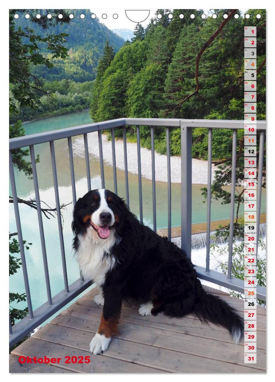 Bild: 9783457032602 | BÄR - Der Berner Sennenhund (Wandkalender 2025 DIN A4 hoch),...