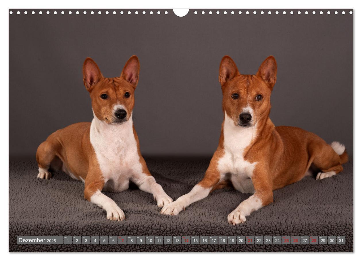 Bild: 9783457195710 | Der Basenji (Wandkalender 2025 DIN A3 quer), CALVENDO Monatskalender