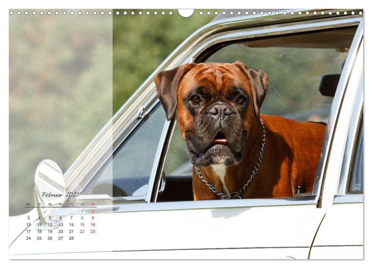 Bild: 9783435822980 | Deutscher Boxer 2025 (Wandkalender 2025 DIN A3 quer), CALVENDO...