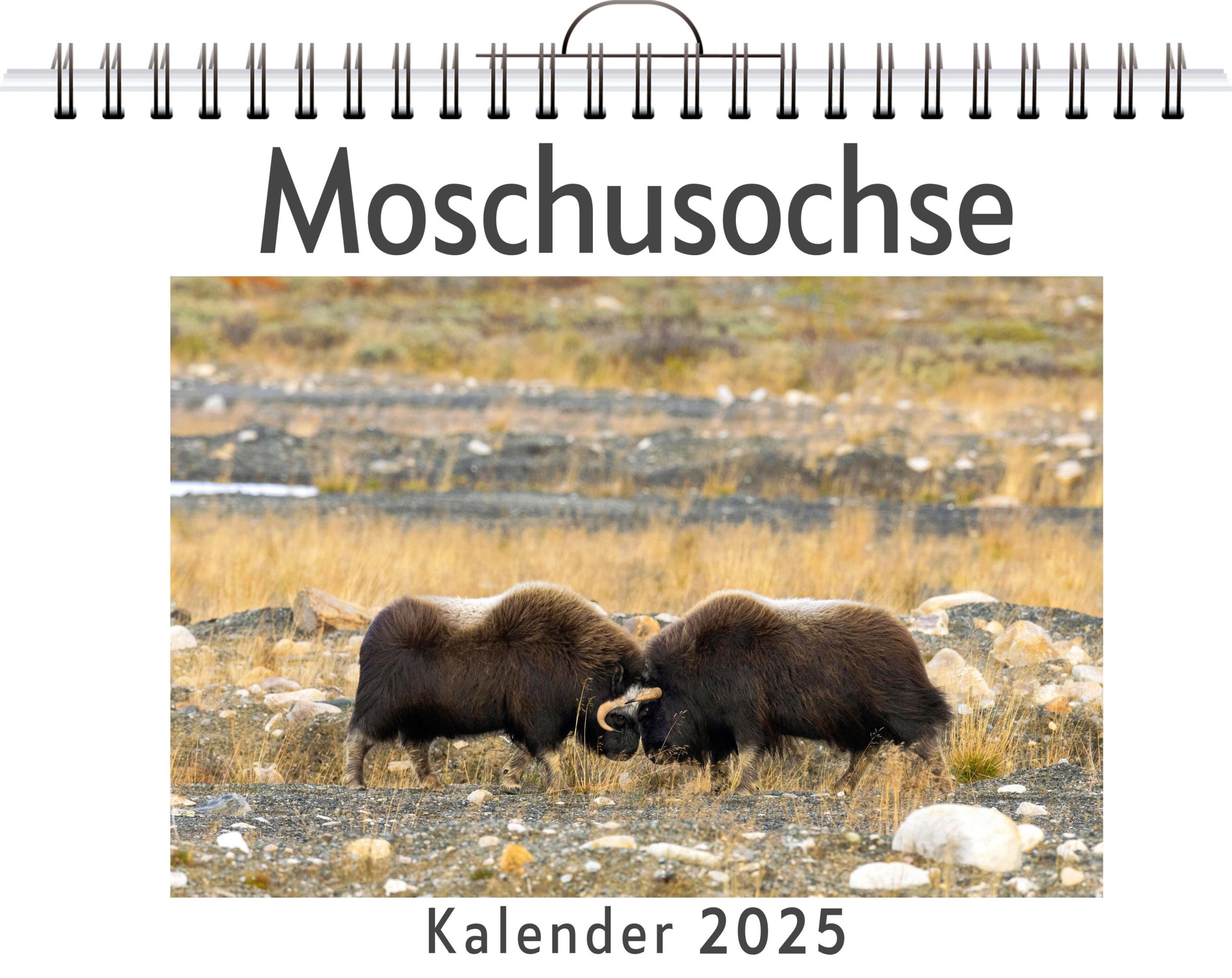 Cover: 9783759120892 | Moschusochse | Aaron Wolf | Kalender | Kalender | 14 S. | Deutsch