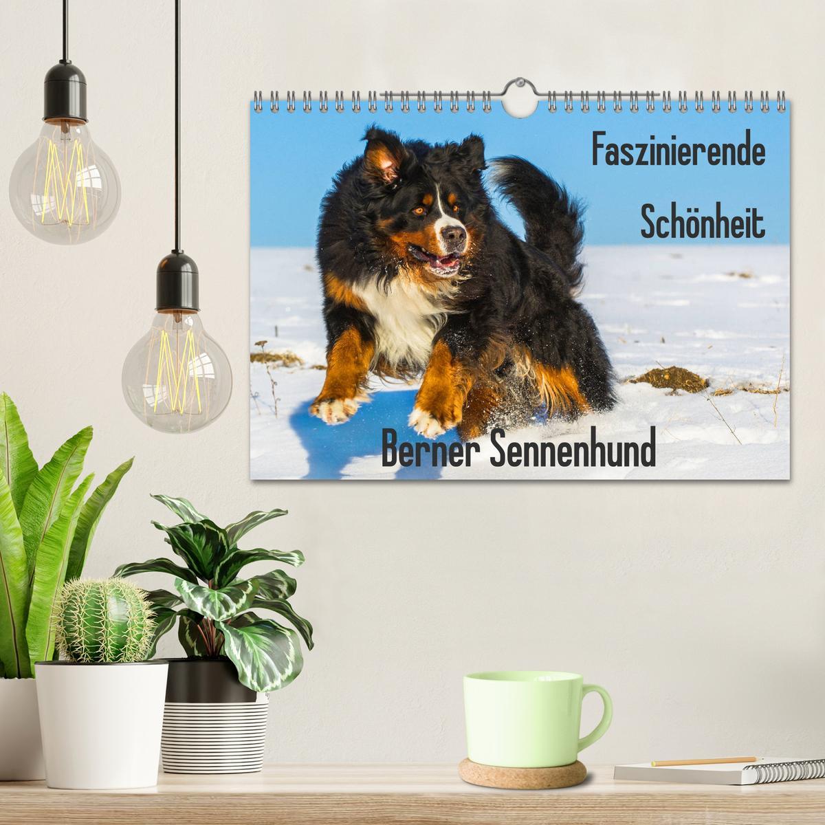 Bild: 9783435381258 | Faszinierende Schönheit Berner Sennenhund (Wandkalender 2025 DIN A4...