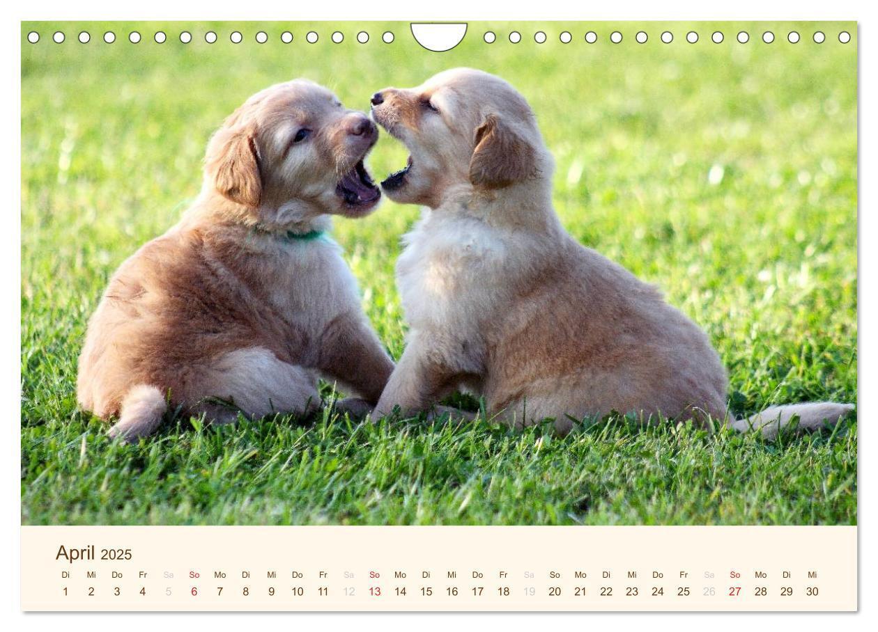 Bild: 9783435793068 | Hovawarte - einmal anders (Wandkalender 2025 DIN A4 quer), CALVENDO...