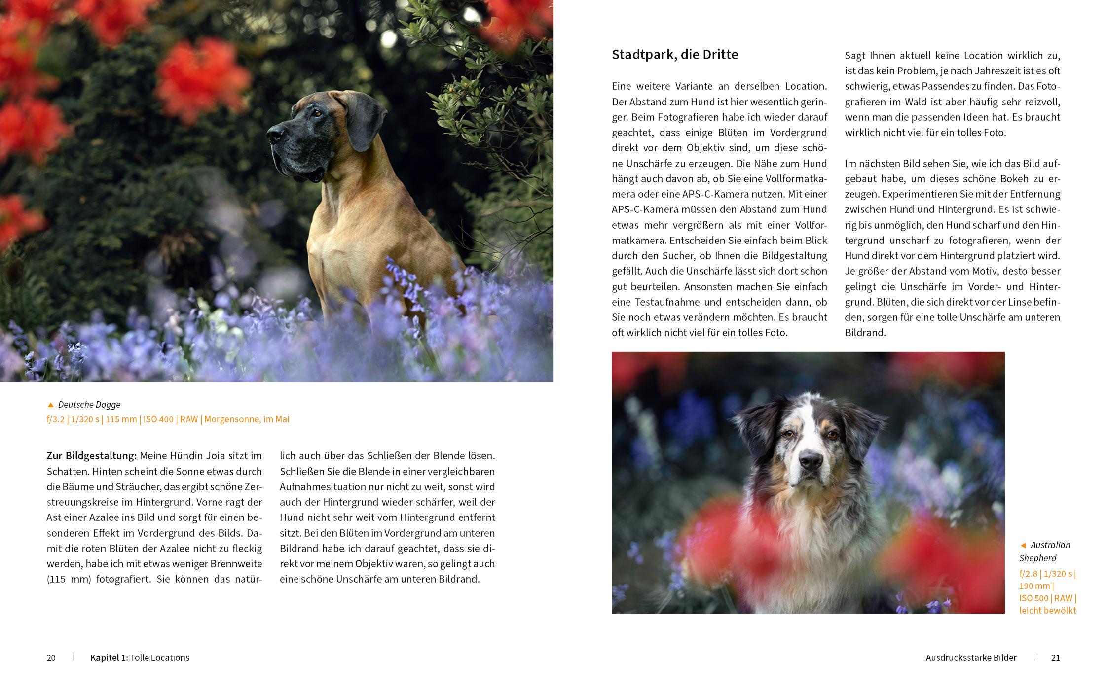 Bild: 9783832804909 | Hunde fotografieren - Kreative Bilder mit "Wau-Effekt" | Heuser Regine