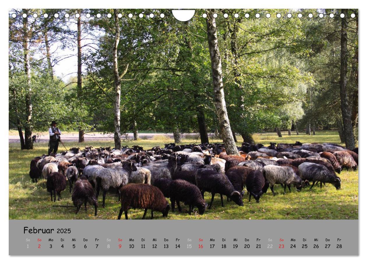 Bild: 9783435679232 | Lüneburger Heide - schön zu jeder Jahreszeit (Wandkalender 2025 DIN...